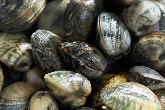 PULIZIA MOLLUSCHI_C